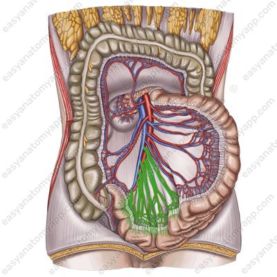 Подвздошно-кишечные артерии ( aa. ileales)
